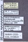 Etiketten zu Athous warchalowskii (NHMW-ZOO-COL-0008541)
